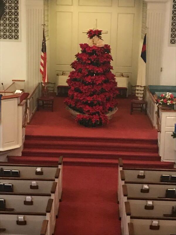 POINSETTA TREE